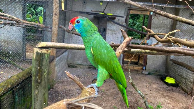 Resgatados, papagaios-chauá serão devolvidos à natureza em Alagoas