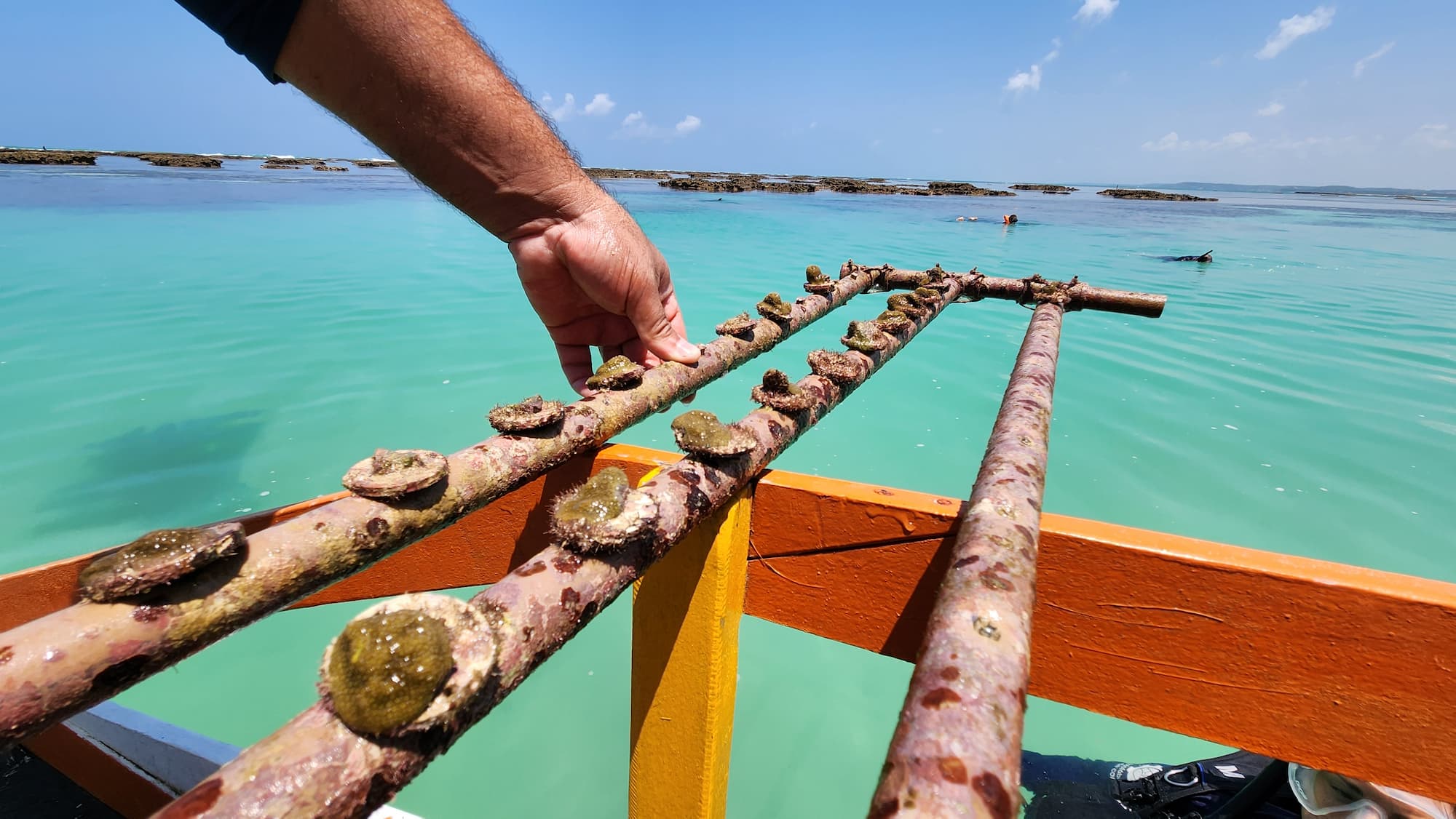 Quando o mar pede socorro: o renascer dos corais de Alagoas