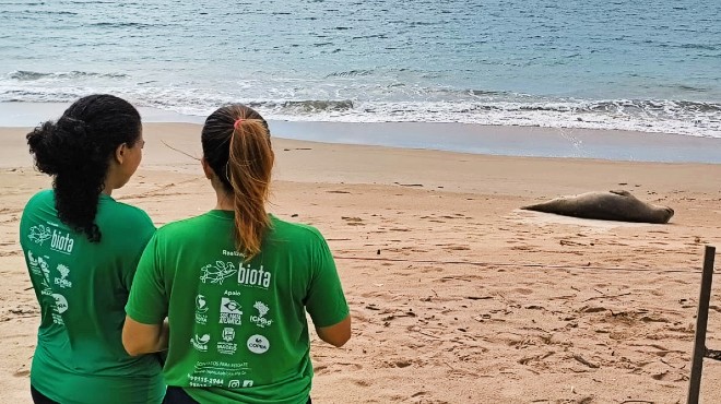 O que faz um elefante-marinho no litoral de Alagoas?