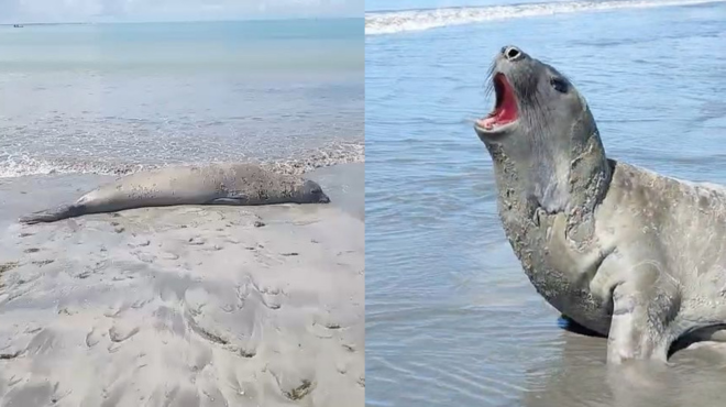 Elefante-marinho continua em AL e Biota faz alerta para que população mantenha distância