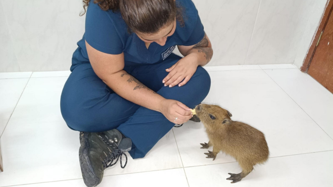 Filhote de capivara acolhido no Cetas se recupera e ganha novo lar em zoológico de Fortaleza