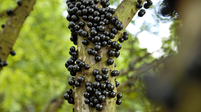 Você sabia? Jabuticaba é eleita 2ª melhor fruta do mundo e tem produção de destaque em Alagoas