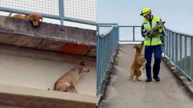 Vídeo: cachorro caramelo fica preso em passarela e 'melhor amigo' acompanha todo o resgate