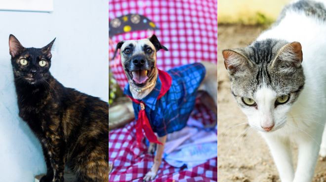 Que tal adotar um 'caipirinha' de quatro patas? Arraiá da Adoção acontece neste sábado e domingo
