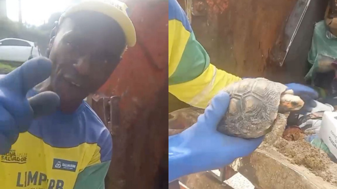 Vídeo: gari salva jabuti encontrado vivo dentro de caminhão de lixo, segundos antes de ser compactado