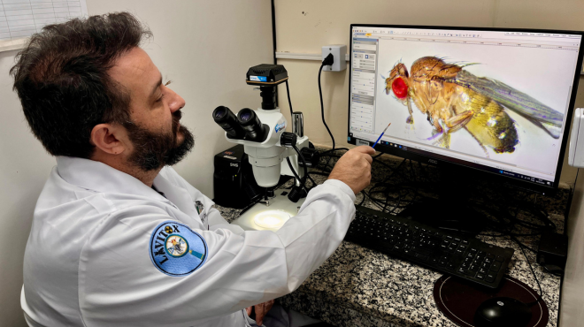 Como a mosca-da-fruta está ajudando cientistas alagoanos a desvendar o Alzheimer
