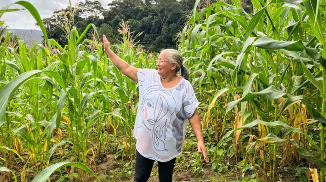 Banco do Brasil anuncia R$ 450 milhões para produção agrícola em Alagoas