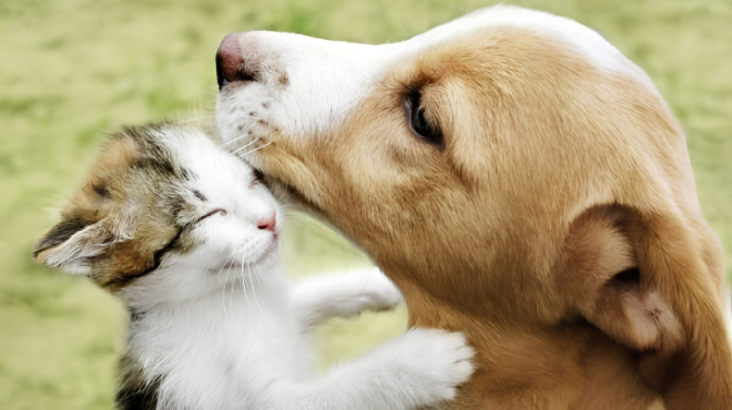 Saiba como vai funcionar o Estatuto dos Cães e Gatos que avança no Senado