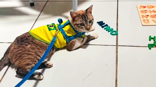 Gato desaparecido em Arapiraca é encontrado a mais de 600 km e volta para casa