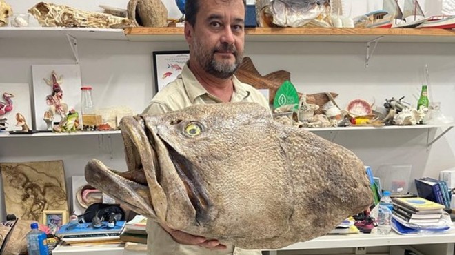 Cabeça de peixe em extinção será usada em atividades de ensino, em Penedo