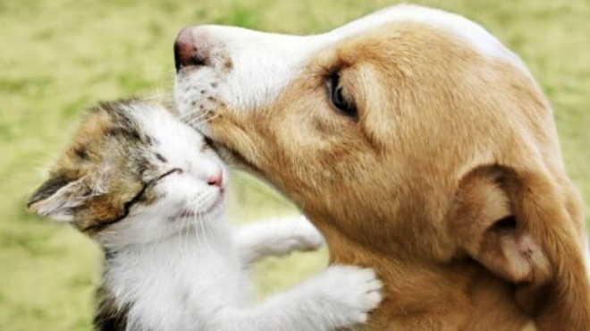 Projeto quer deduzir até R$ 4,5 mil no Imposto de Renda com cuidados de cães e gatos