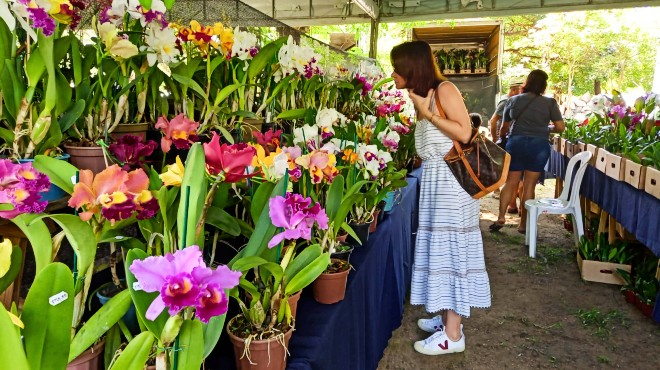 Exposição de Orquídeas e Bromélias começa nesta quinta (8) em Maceió