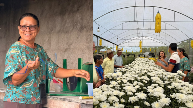 Produção de crisântemos vira febre e renda na Zona da Mata